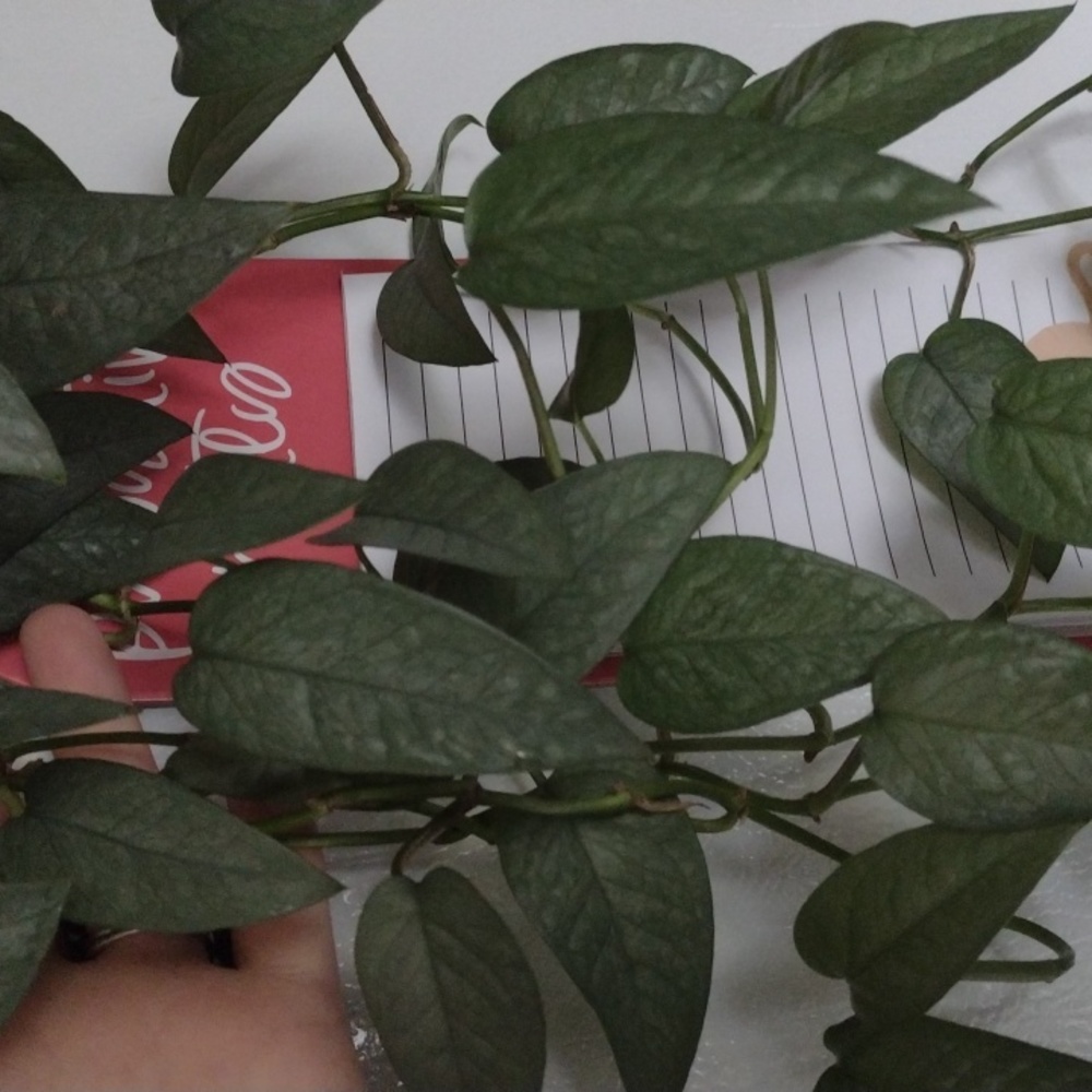 Cebu Blue Cuttings